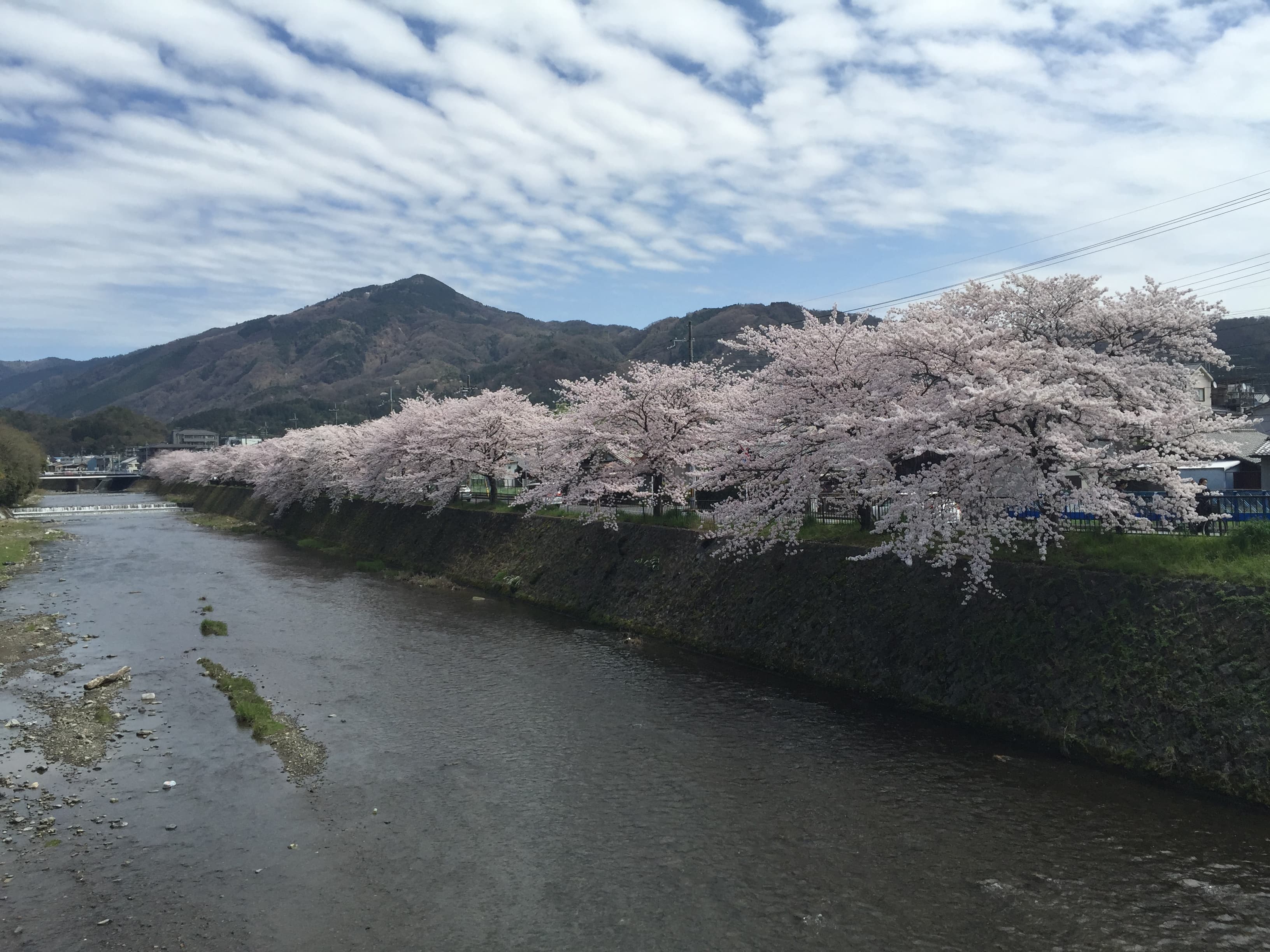 満開の桜